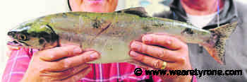 Anglers on Tyrone rivers urged to report pink salmon catches | We Are Tyrone - wearetyrone.com