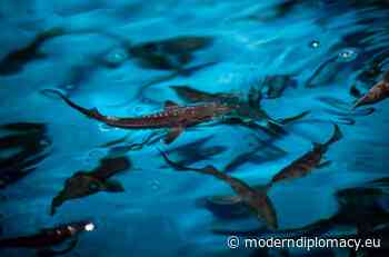 Siberian rivers will be better protected - Modern Diplomacy