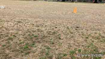 Trockenheit in Boizenburg und Umgebung: Das Gras auf den Weiden wächst nicht mehr - svz – Schweriner Volkszeitung