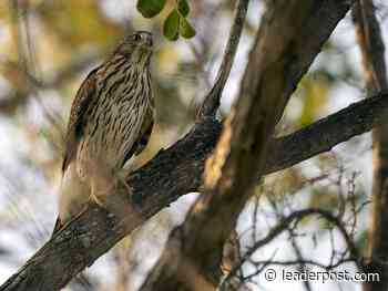 National nature blitz calling on Saskatchewan citizen scientists for help - Regina Leader Post
