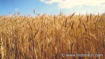 Liban: un prêt de 150 millions de dollars pour importer du blé