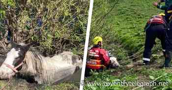 Record numbers of animals rescued by firefighters across Coventry and Warwickshire - Coventry Live