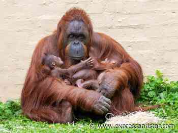 Dudley Zoo welcomes second orangutan baby in just four weeks - Express & Star
