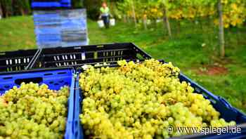 Brexit-Folgen: Warum ein britischer Weinhändler nach Frankreich auswandert