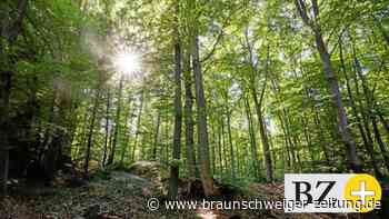 Hitze und Dürre: So geht es den Wäldern im Kreis Helmstedt - Braunschweiger Zeitung
