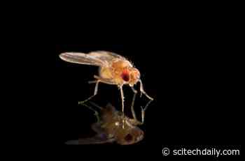 “Selfish Genetic Elements” – Supergene Wreaks Havoc in a Genome