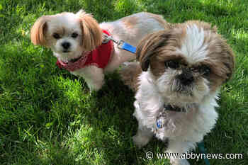 QUIZ: A celebration of dogs - Abbotsford News