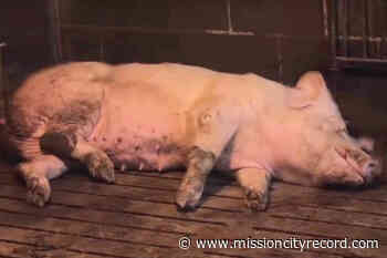 Amidst Abbotsford trial for animal advocates, BC SPCA calls for cameras in slaughterhouses - Mission City Record