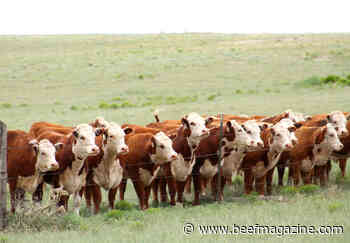 Cattle genetics and sustainability