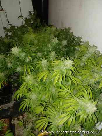 Darwen: Cannabis farm found inside house