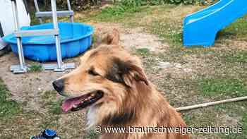 Tiere suchen ein Zuhause: Felix vom Tierschutz Lehre