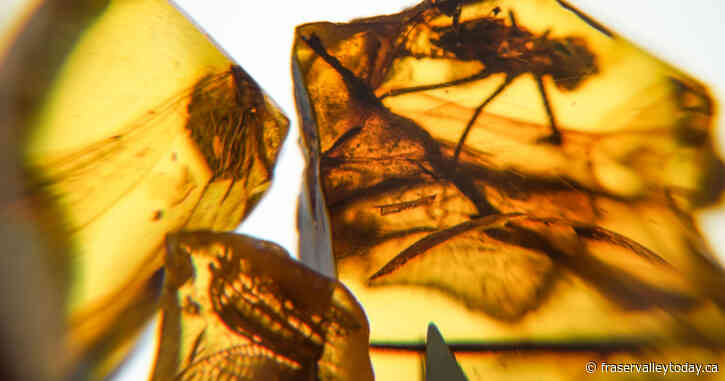 Prehistoric Dance Of Death Discovered In Amber