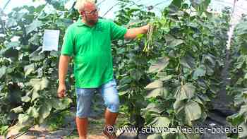 Gläserne Produktion - Große Vielfalt in Geislinger Gärtnerei Brobeil - Schwarzwälder Bote