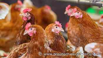 Niedersachsen: Fast 10.000 Legehennen verenden bei Stallbrand