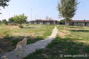 Open day al canile di Empoli: visita nella struttura e info sulle adozioni - gonews