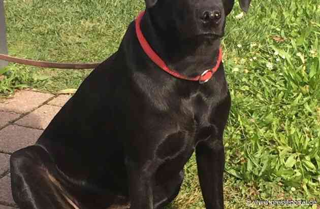 FW Frankenthal: Rettungshündin Lea bei Vermisstensuche erneut erfolgreich