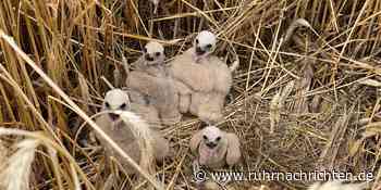 RN+ Greifvogelart nistet bei Ascheberg - das sorgt für ein Problem - Ruhr Nachrichten