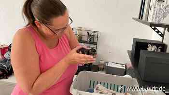 Tierquälerei in Marl: Ausgesetzte Katzenbabys gestorben - WDR Nachrichten
