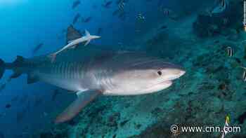 Sharks are millions of years older than dinosaurs and 5 other facts that may surprise you