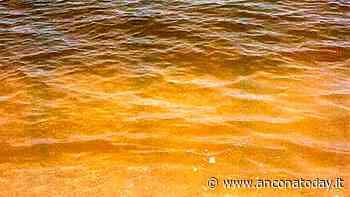 Macchie scure in mare, svelato il mistero: è la micro-alga Fibrocapsa japonica - AnconaToday