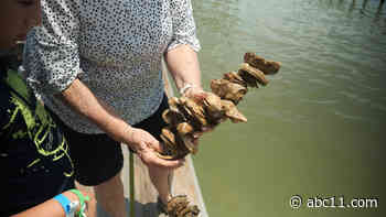 Neighbors restoring reefs through oyster gardening