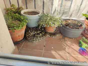 Se busca al propietario de una pitón en Zamora - Zamora News