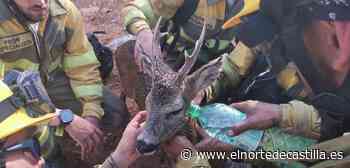 Los bomberos forestales socorren a un corzo deshidratado en Zamora - El Norte de Castilla