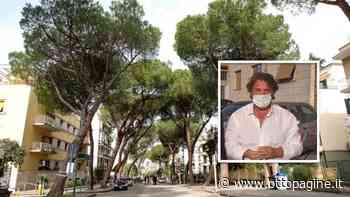 Querelle pini a Benevento. "Sembra che questa battaglia volga all'epilogo" - Ottopagine