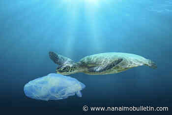 Plastic predicament: Federal group urges action on packaging legislation in Canada