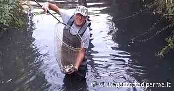 Rio Arianna senz'acqua, pesci salvati in extremis - Gazzetta di Parma