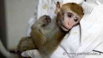 La Lav: "Gli esperimenti sui macachi di Parma vanno avanti, inaccettabile" - ParmaToday