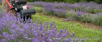 Premier champ de lavande à Saguenay
