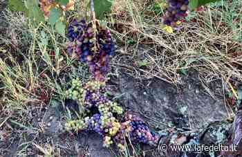 Maltempo, Coldiretti Cuneo: danni del 75% sul Dolcetto - La Fedeltà