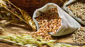 Guerra Ucraina, Coldiretti Cuneo: con accordo 1,2 mld kg mais e grano in Italia - Cuneo24