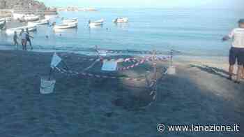 Levanto, cento giovani volontari a difendere le uova di tartaruga sulla spiaggia - LA NAZIONE