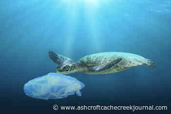 Plastic predicament: Federal group urges action on packaging legislation in Canada - Ashcroft Cache Creek Journal