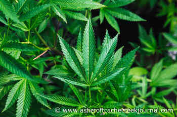 B.C.’s Kispiox First Nation strikes deal for commercial cannabis operation - Ashcroft Cache Creek Journal