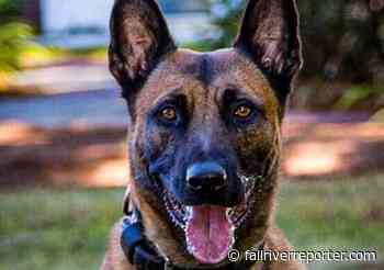 Massachusetts State Police K9 shot and killed saving handler's life - Fall River Reporter