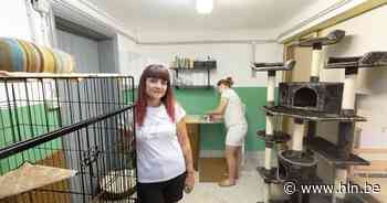 Tongeren krijgt met 'Kat op Schoot' tweede kattencafé van Limburg: “Een gezellige, tijdelijke thuis voor de beestjes voor ze hier een nieuw baasje vinden” - Het Laatste Nieuws
