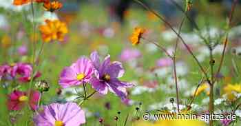 In Bischofsheim „mehr Natur zulassen“ - Main-Spitze