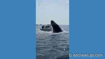 WATCH:  Whale lands on fishing boat off Massachusetts coast