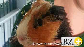 Geschundene Meerschweinchen am Peiner Tierheim ausgesetzt - Braunschweiger Zeitung