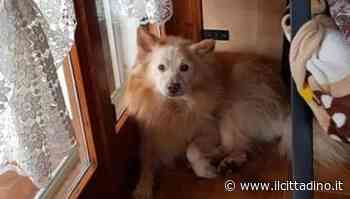 Dresano, cane strangolato con le fascette: Lndc Animal Protection sporge denuncia contro ignoti - Il Cittadino