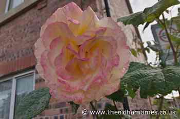 Vouchers worth £100 up for grabs for green-fingered residents - The Oldham Times