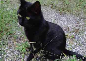 Saronno, scomparsa la gatta Rosario: l'appello dei proprietari - ilSaronno