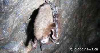First case of fatal disease affecting bat populations discovered in Saskatchewan - Global News