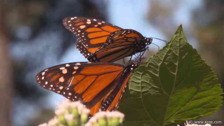Monarch butterflies risk extinction, BioPark asks for help