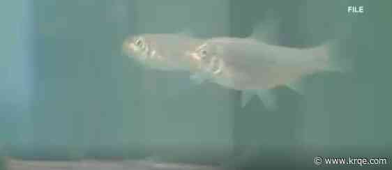 Rio Grande Silvery Minnow population at risk