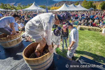 Oliver Fall Festival back after two-year hiatus, featuring famous activities like the Grape Stomp Competition - Penticton News - Castanet.net
