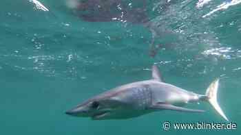 Tauziehen mit einem Mako Hai - Blinker - lesen, angeln,fangen
